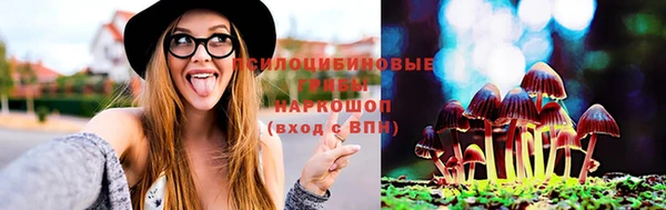 стаф Зерноград